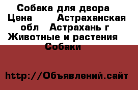 Собака для двора › Цена ­ 1 - Астраханская обл., Астрахань г. Животные и растения » Собаки   